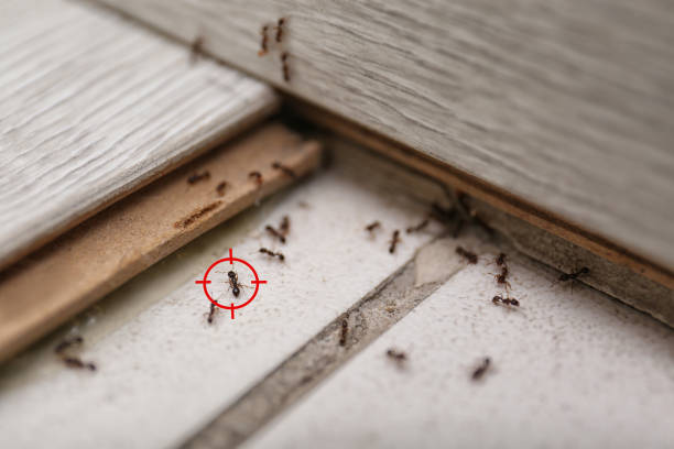 Best Emergency Pest Control  in Royston, GA
