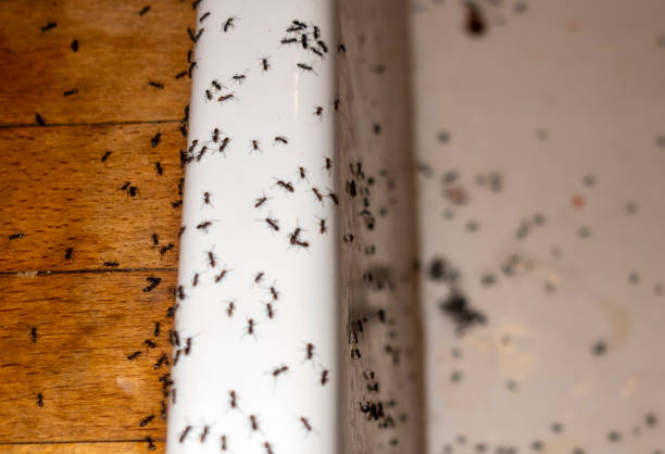Best Termite Control Services  in Royston, GA