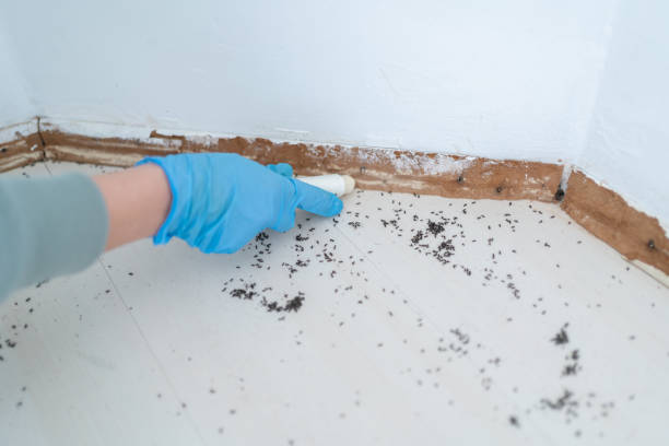Best Wasp Removal Services  in Royston, GA